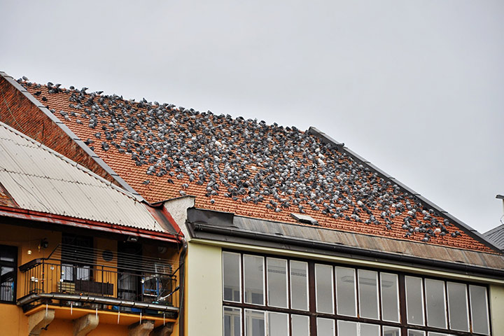 A2B Pest Control are able to install spikes to deter birds from roofs in Holland Park. 