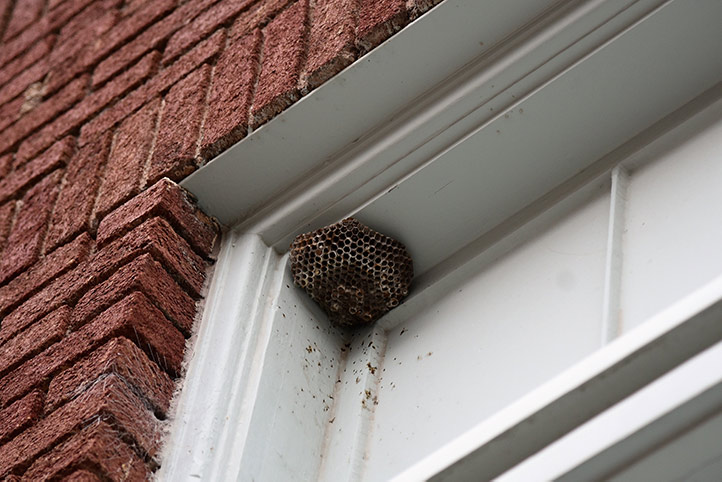 We provide a wasp nest removal service for domestic and commercial properties in Holland Park.